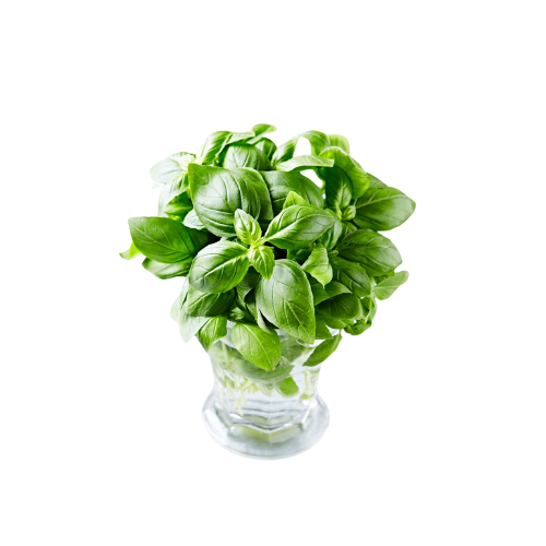 Fresh Basil Plant