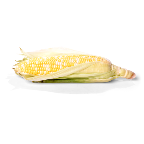 Corn Cob Ea