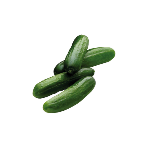 Mini Cucumber - Pk of 6