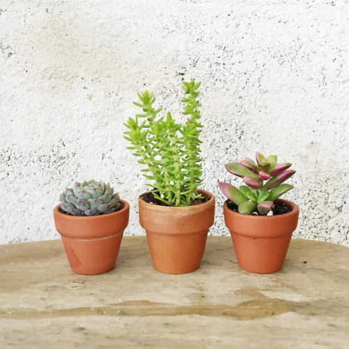 Mini Succulent in Terracotta Pot, Assorted