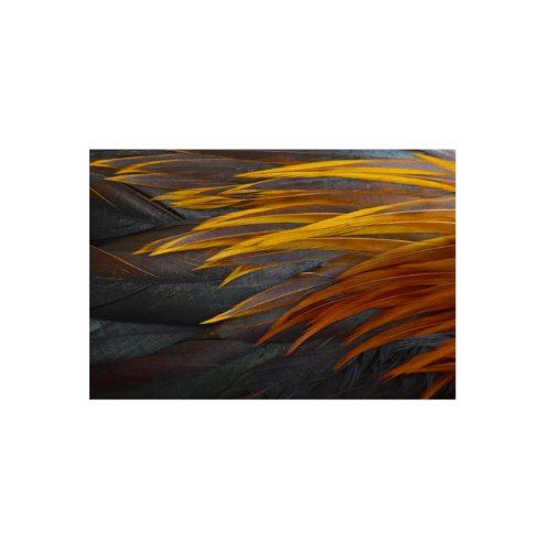 Altoona Paper Placemats 24ct - Sunrise Plumes