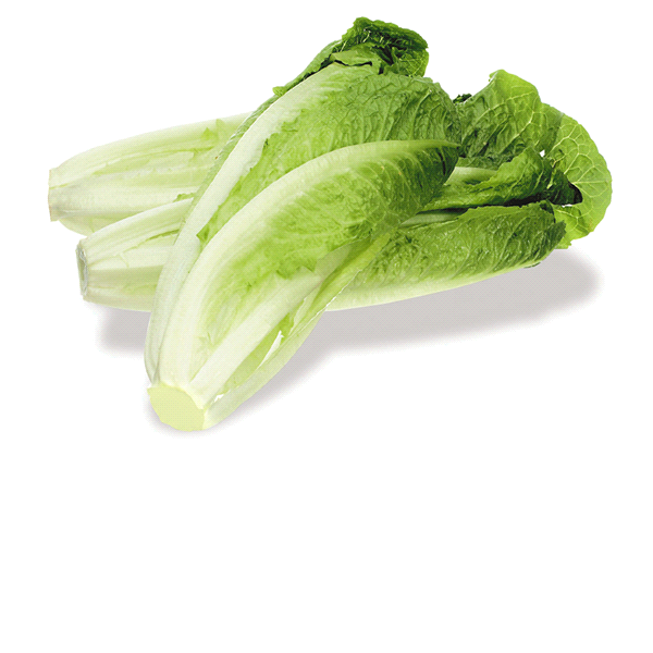 Romaine Lettuce - 1 Head